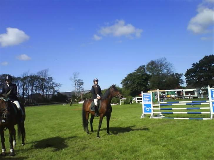 Dansk Varmblod Gagarin Sejsal billede 7