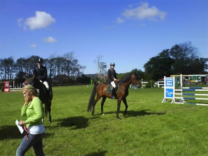 Dansk Varmblod Gagarin Sejsal billede 8