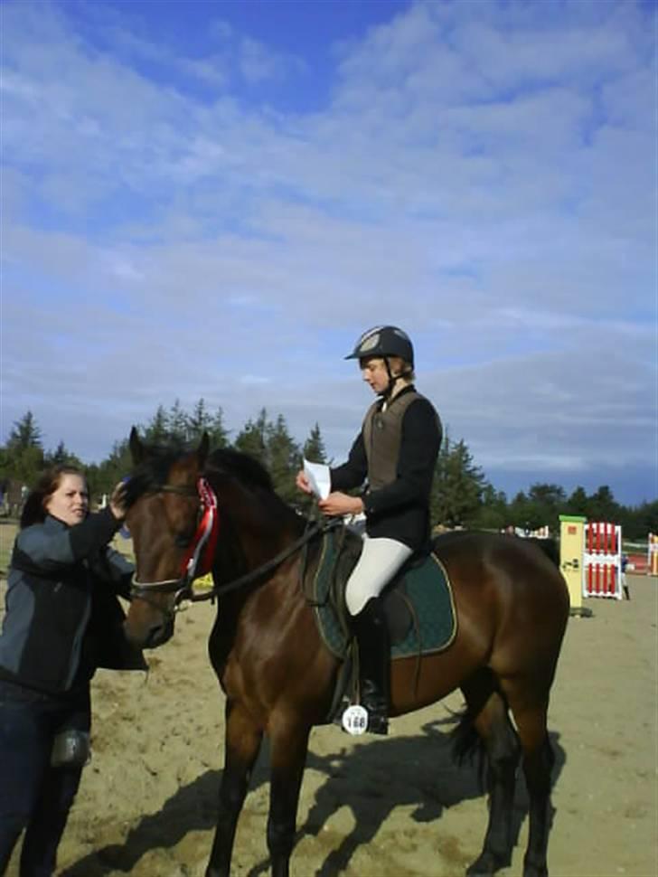 Dansk Varmblod Gagarin Sejsal billede 9