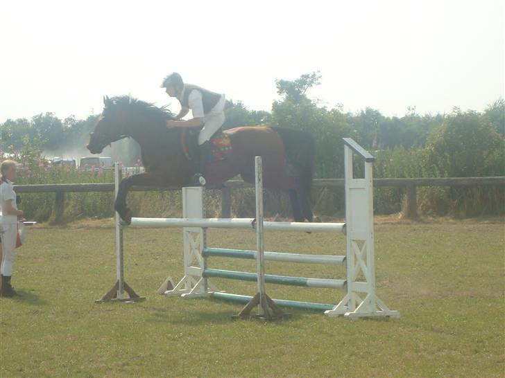 Dansk Varmblod Gagarin Sejsal billede 10