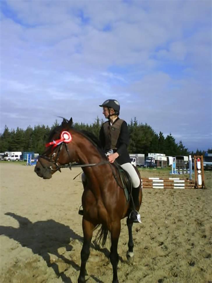 Dansk Varmblod Gagarin Sejsal billede 11