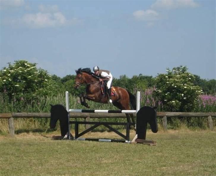 Dansk Varmblod Gagarin Sejsal billede 12