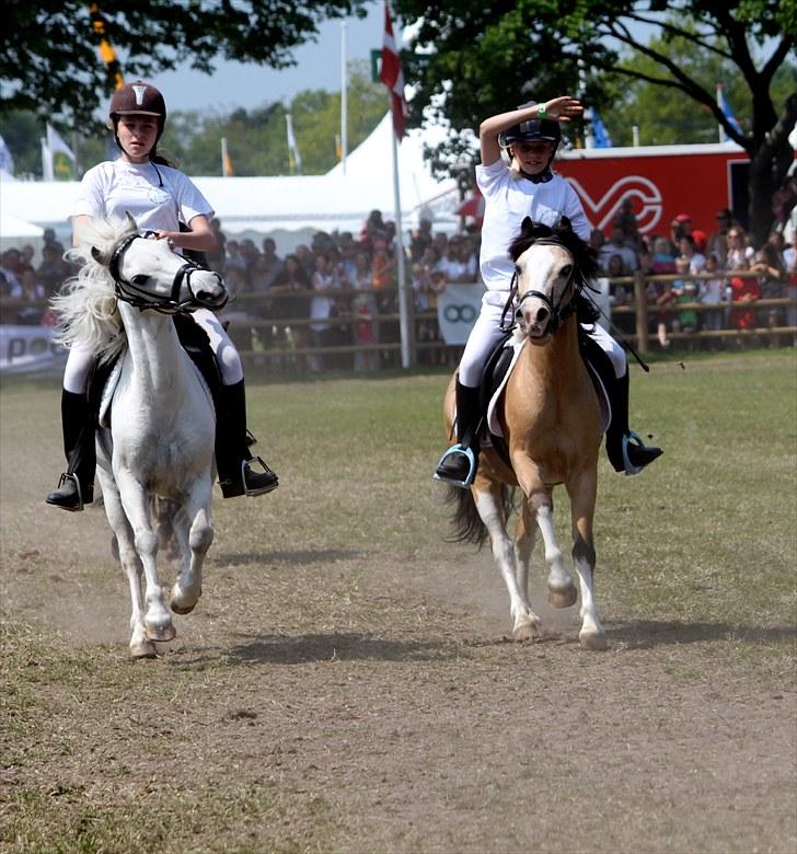 Welsh Mountain (sec A) Munksgaard's Jupiter <3 - Farveller vi ses måske næste år, på Roskilde Dyreskue? :) billede 20