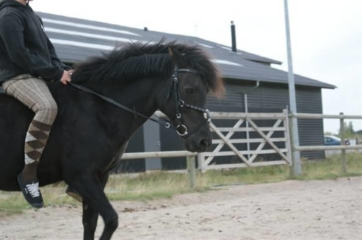 Anden særlig race Fleur billede 4