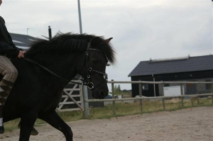 Anden særlig race Fleur billede 5