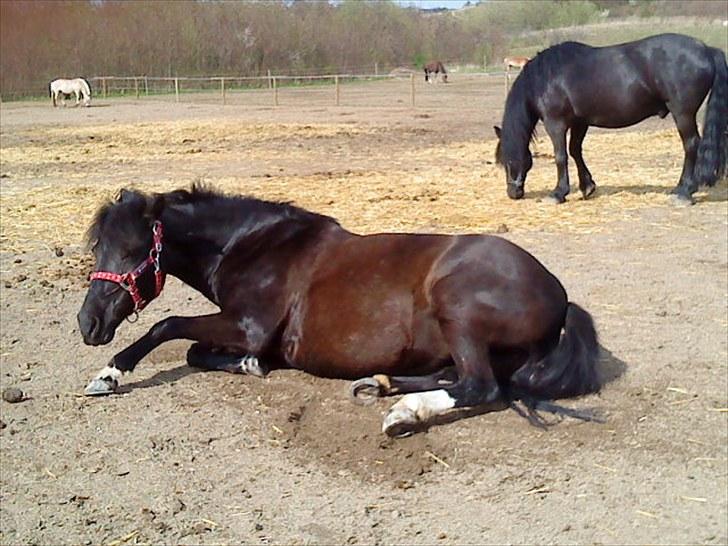 Anden særlig race Fleur billede 7