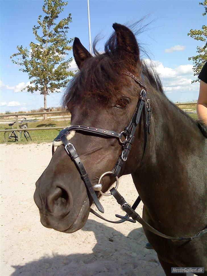 Anden særlig race Fleur billede 8