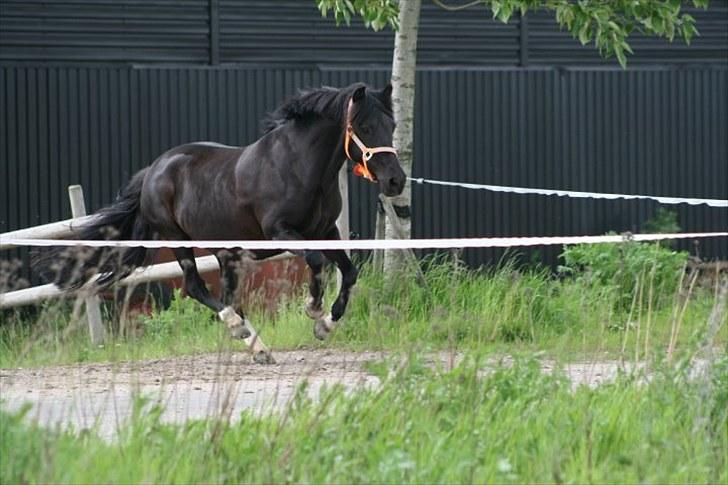 Anden særlig race Fleur billede 9