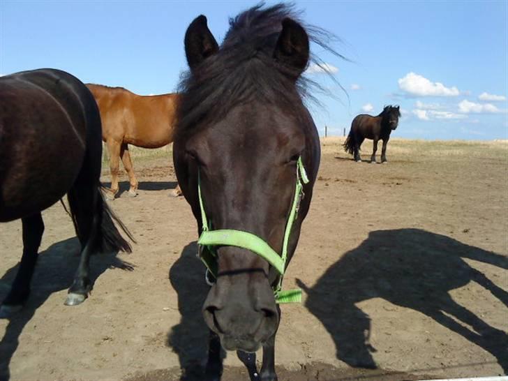 Anden særlig race Fleur billede 10