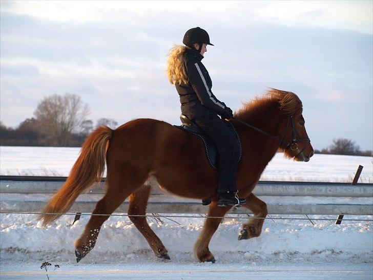 Islænder Bjarni dyssemosen - #18 Tölt!!! Og kun med ét ben i jorden! ;D Foto: Sofia G (sadlen er gledet frem) billede 13