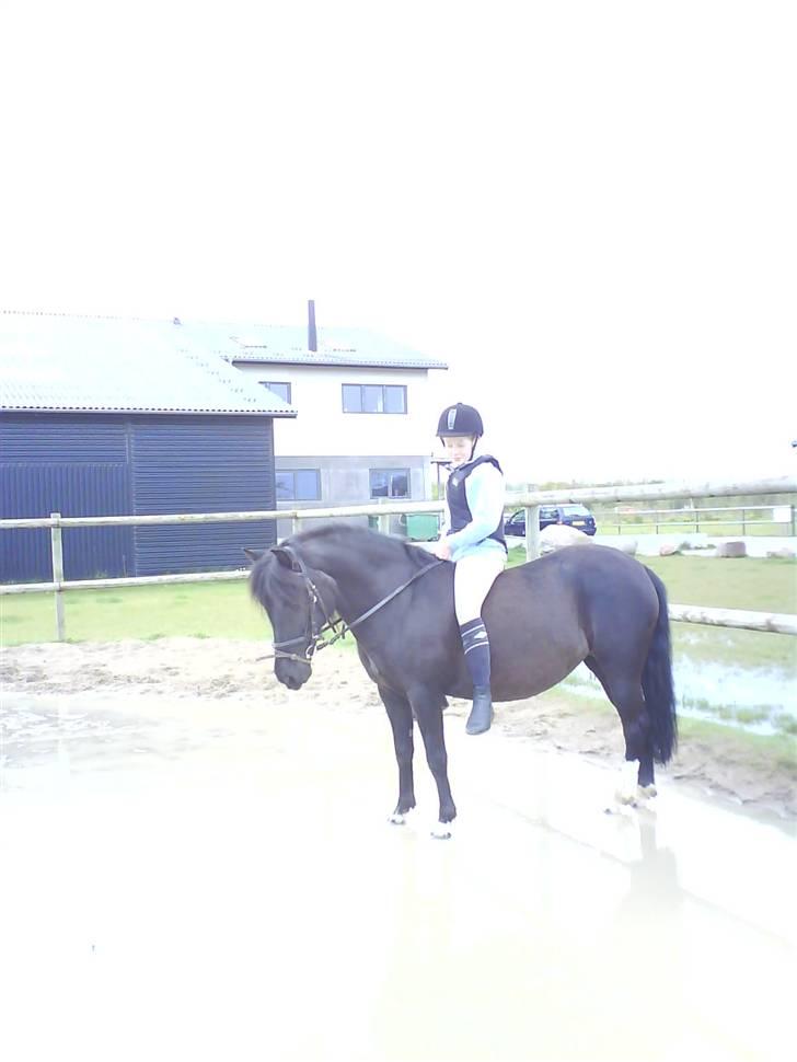 Anden særlig race Fleur billede 12