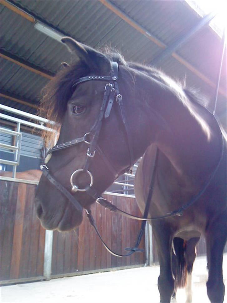 Anden særlig race Fleur billede 14