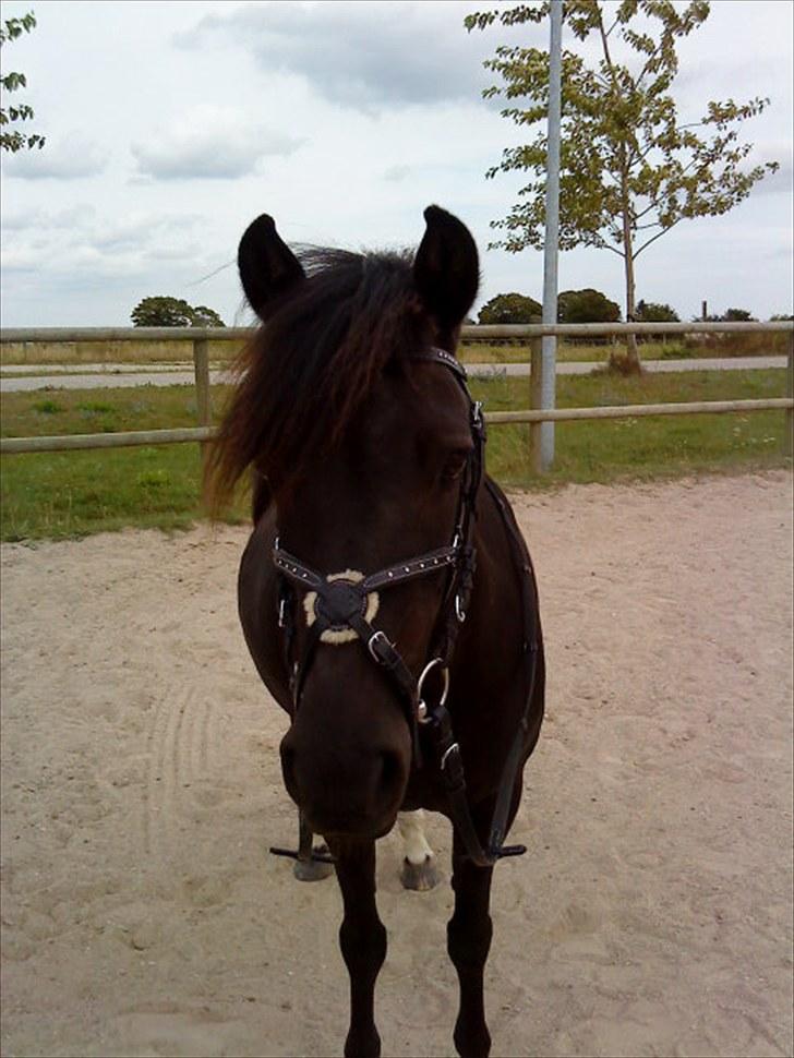Anden særlig race Fleur - smukke pony. Foto; Lyhne billede 15