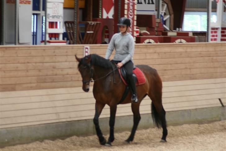 Oldenborg Gipsy Skovmosegaard 145 [solgt](himmelhest) - Det er kun 3. gang jeg rider på hende. billede 2