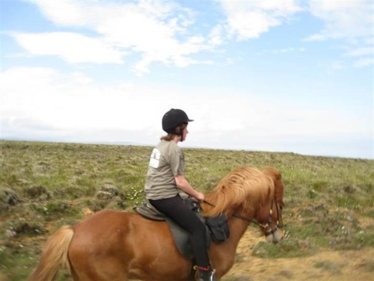 Islænder Geisli frá Hvammi II - første gang jeg red på ham (: på island billede 6