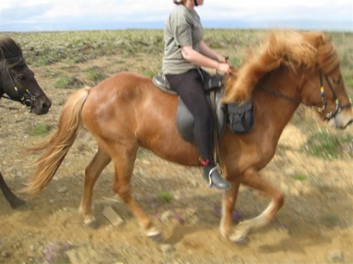 Islænder Geisli frá Hvammi II - arb. tölt, første tur på ham (: billede 7