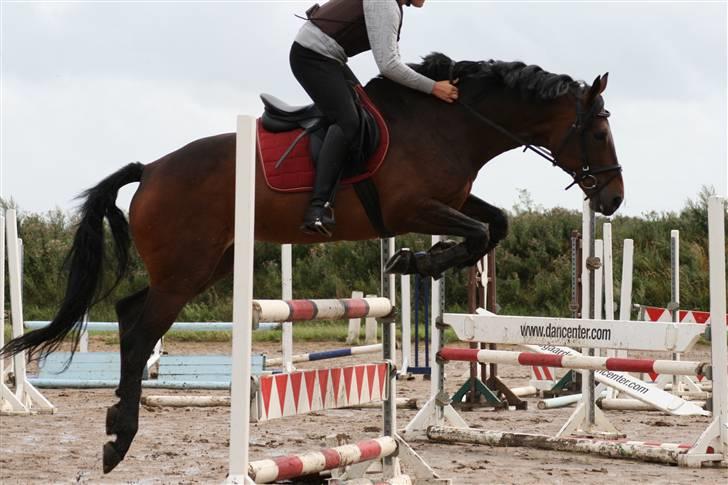 Oldenborg Gipsy Skovmosegaard 145 [solgt](himmelhest) - Vi nåede op på 1 meter og 15 cm xD<3 NB!!!!! FØRSTE GANG JEG SPRINGER PÅ HENDE SÅ INGEN KRITIK  billede 10