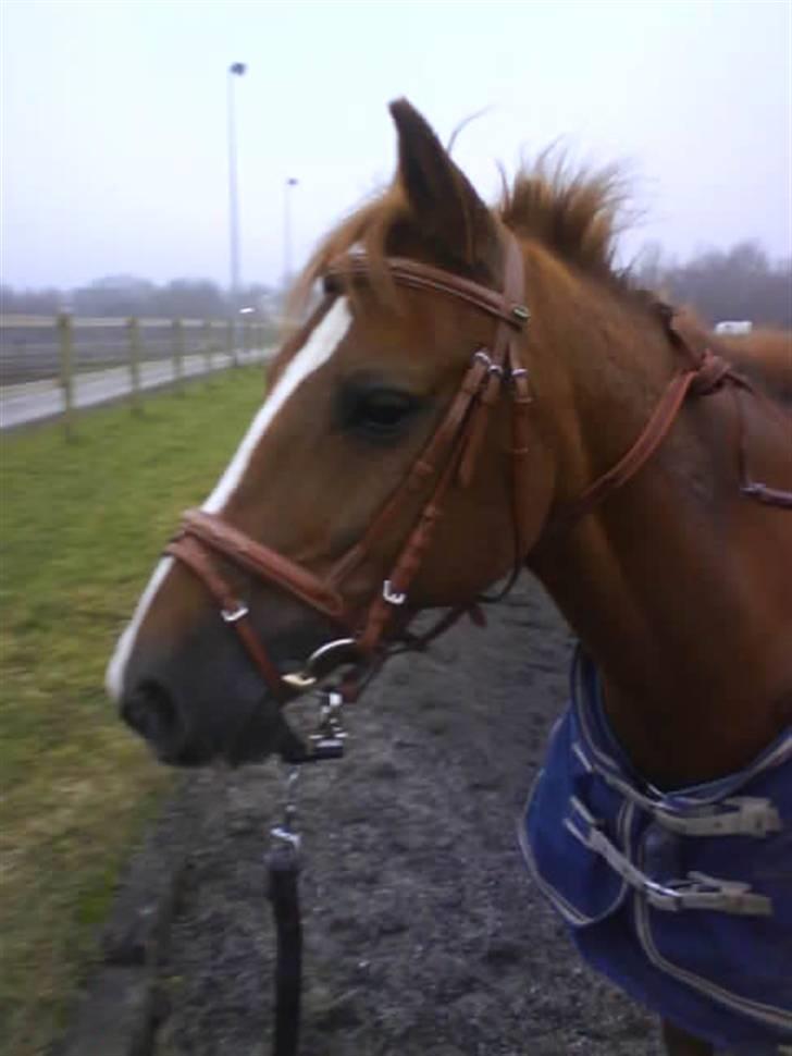 DSP Fruetoftens Lucky. xpart billede 13