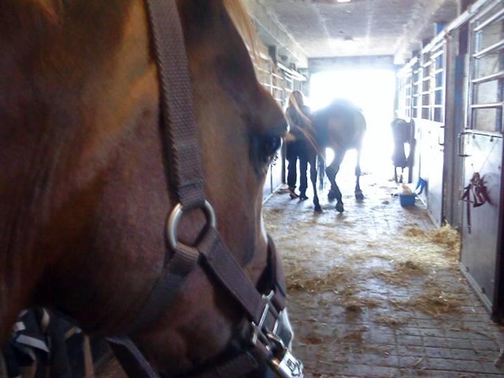 DSP Fruetoftens Lucky. xpart billede 14