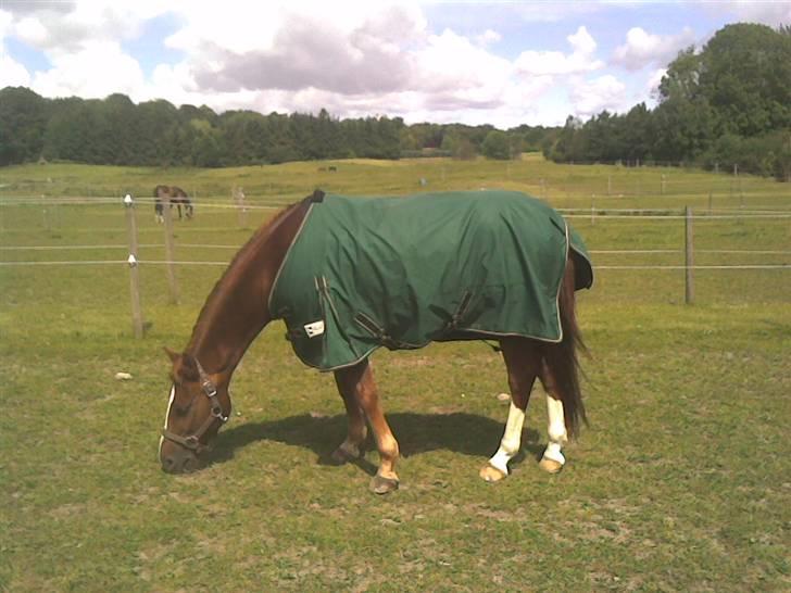 DSP Fruetoftens Lucky. xpart - På fold (;  billede 15