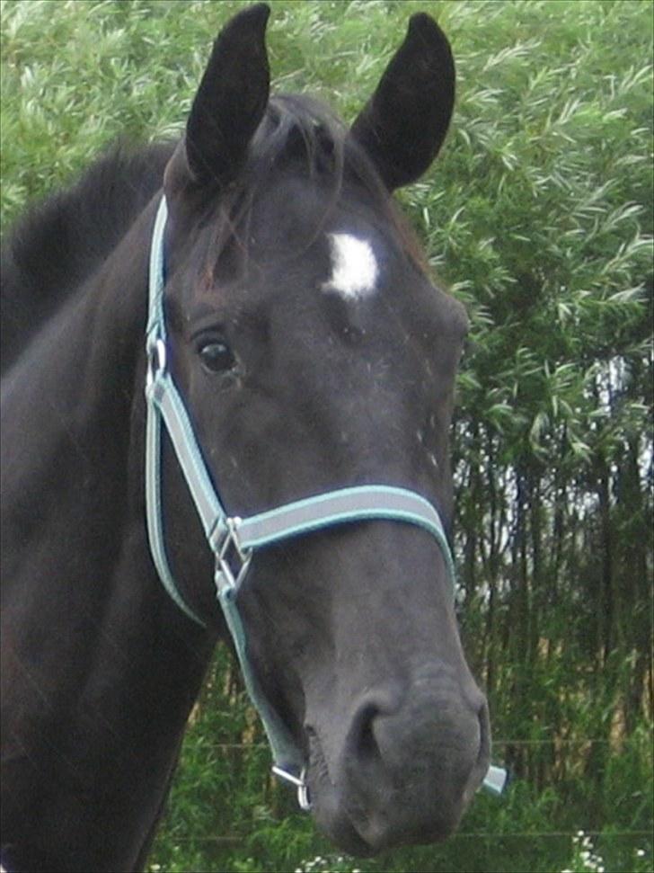 Dansk Varmblod Nice Surprise - Smukkedrengen billede 1