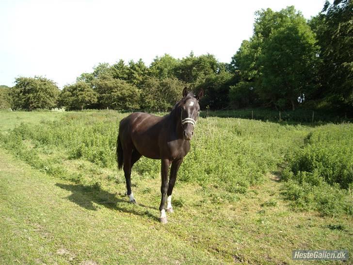 Dansk Varmblod Nice Surprise billede 2