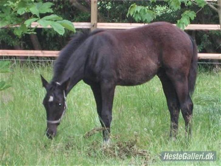 Dansk Varmblod Nice Surprise billede 3