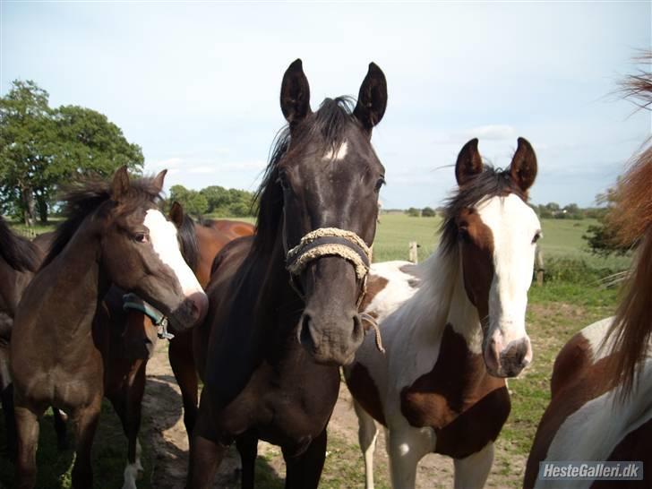 Dansk Varmblod Nice Surprise billede 4