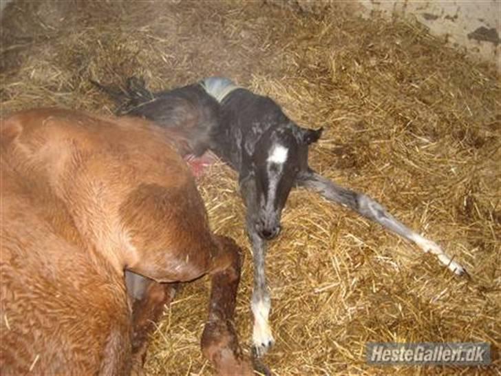 Dansk Varmblod Nice Surprise billede 5