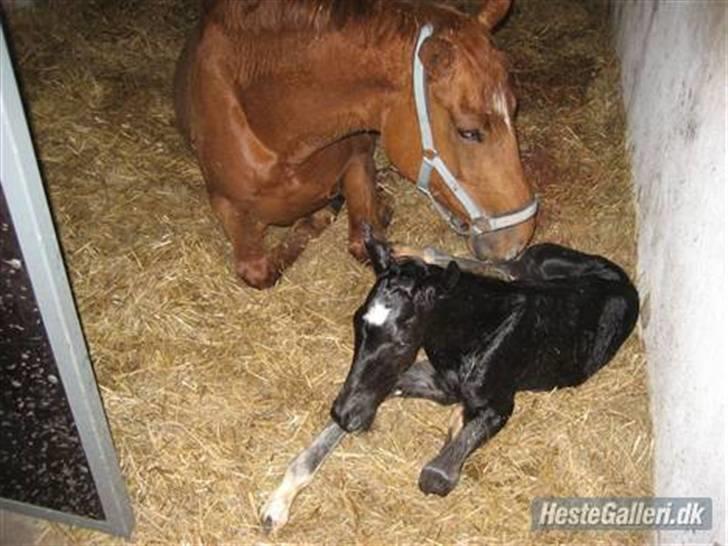 Dansk Varmblod Nice Surprise billede 6