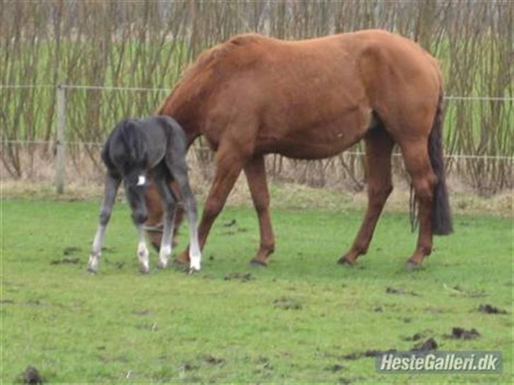Dansk Varmblod Nice Surprise billede 7