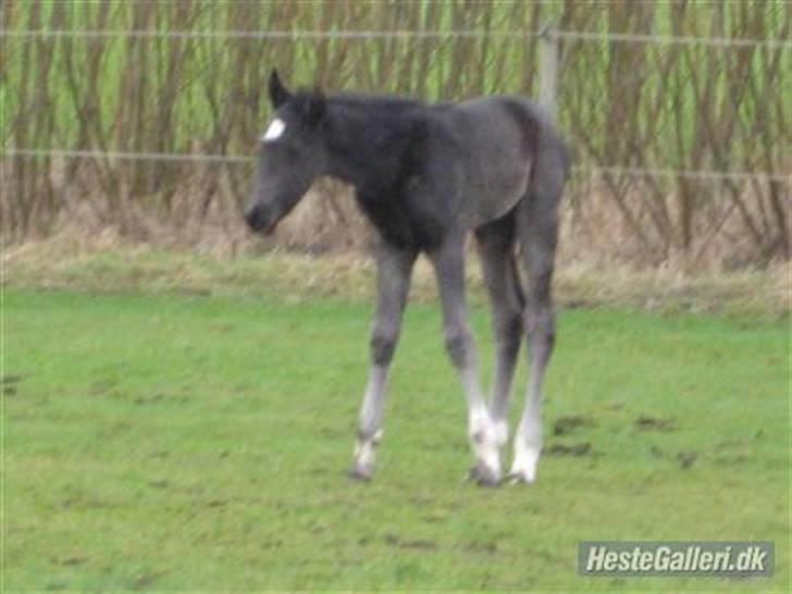 Dansk Varmblod Nice Surprise billede 8