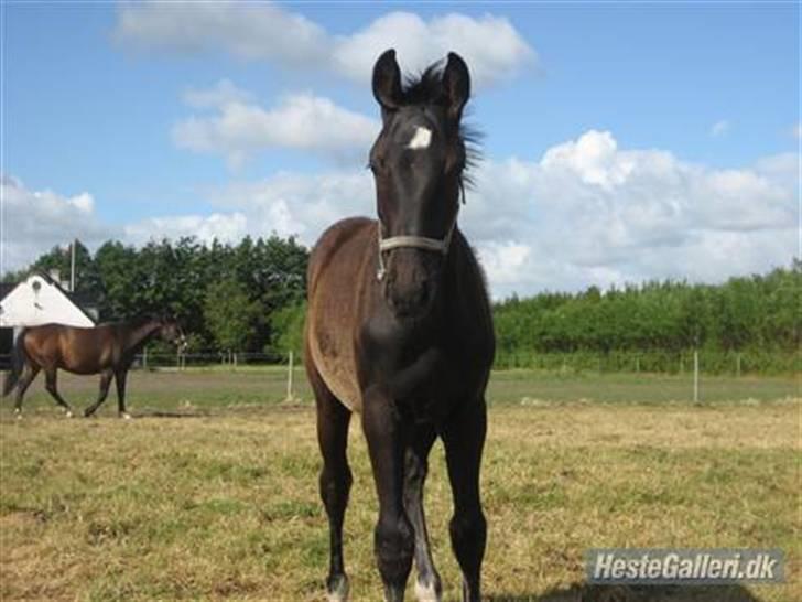 Dansk Varmblod Nice Surprise billede 9