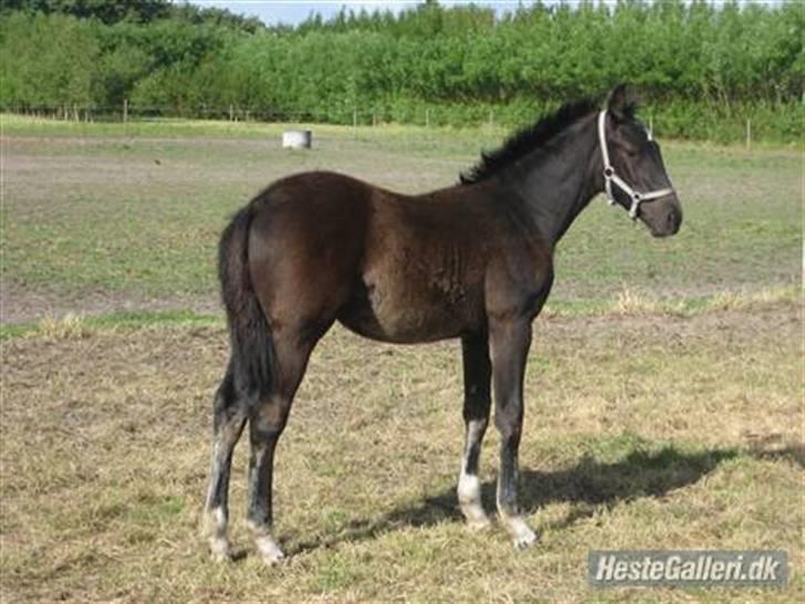 Dansk Varmblod Nice Surprise billede 10