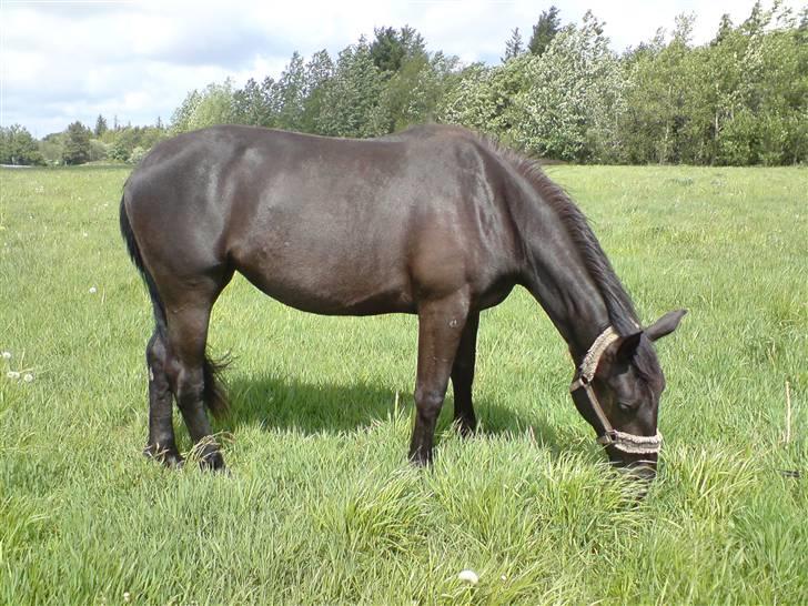 Oldenborg my fair lady (død  ) :,-( - my fair lady står lige og hygger sig med en tot frisk saftig græs. billede 10