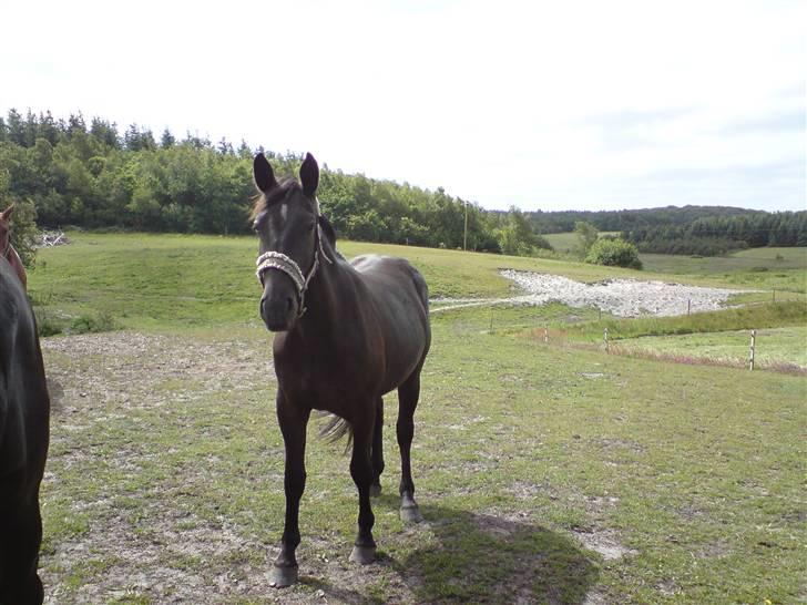 Oldenborg my fair lady (død  ) :,-( - LADY billede 12