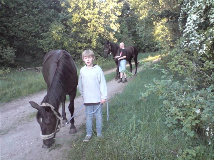Oldenborg my fair lady (død  ) :,-( - hygge tur i skoven johnas og lady billede 13