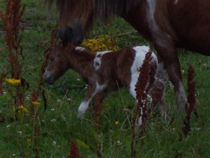 Anden særlig race tulle mor  'solgt' - så blev tullemor mor , et lille fint broget føl , skal nok finde ud af hvad det blev  billede 6