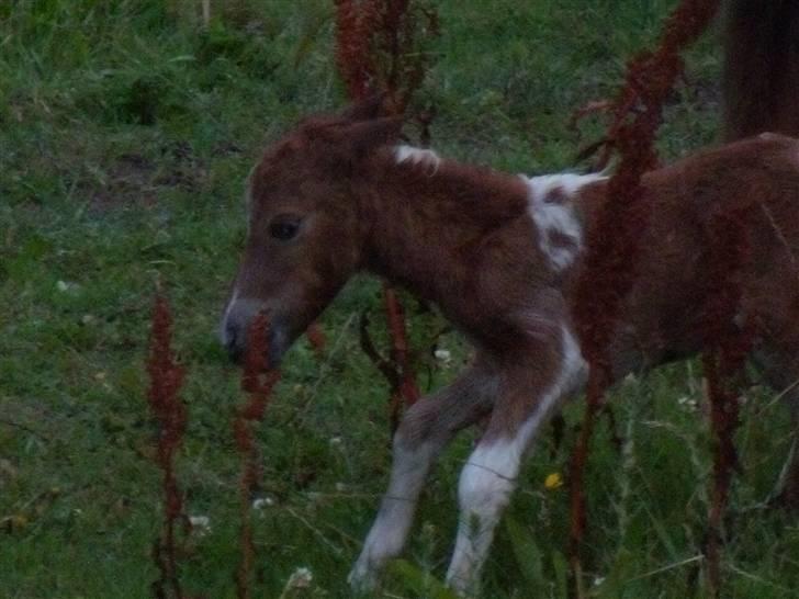 Anden særlig race tulle mor  'solgt' billede 7