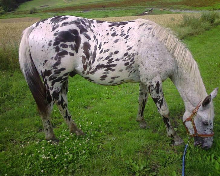 Knabstrupper Coco's Flying Seabiscuit billede 11