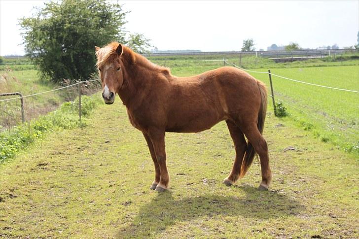 Islænder Sigyn fra Madumsø - Foto: Mig billede 11
