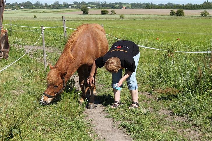 Islænder Sigyn fra Madumsø - Et eksempel på, hvor rolig hun er. Første dag på fold efter hjemkomst. Mutti smører Helosan på såret. Foto: Mig billede 12