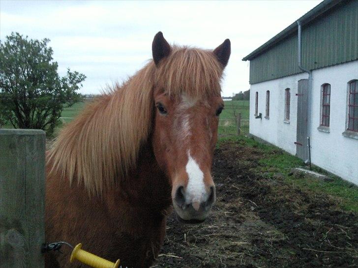 Islænder Sigyn fra Madumsø - Sigyn vil gerne ind. Foto: Mig billede 13