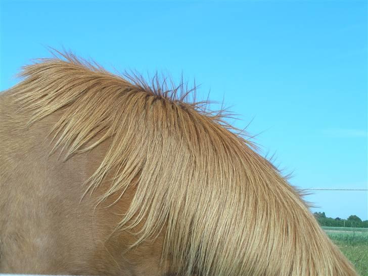 Islænder Sigyn fra Madumsø - Sigyns fine man. Den er ikke lang, men tyk!, lige som hende. Foto: Mig billede 14