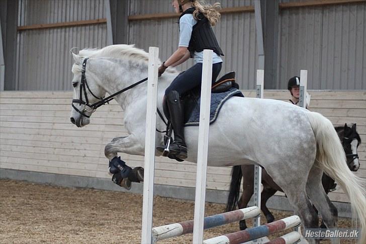 New Forest Firfod Fridolin - i himlen<3 - Foto: Amalie Rysgaard billede 9