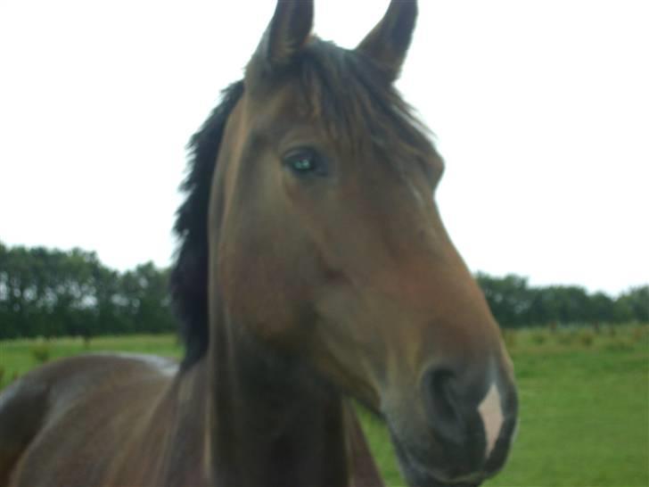 Oldenborg Chanell SOLGT  billede 17