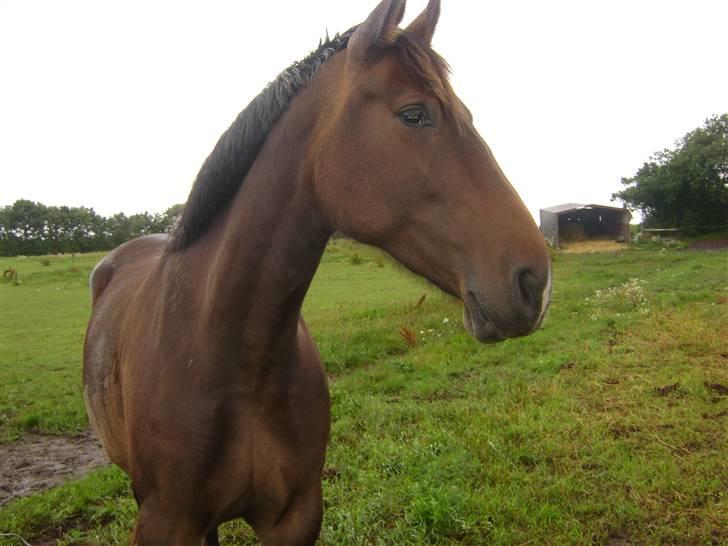 Oldenborg Chanell SOLGT  billede 18