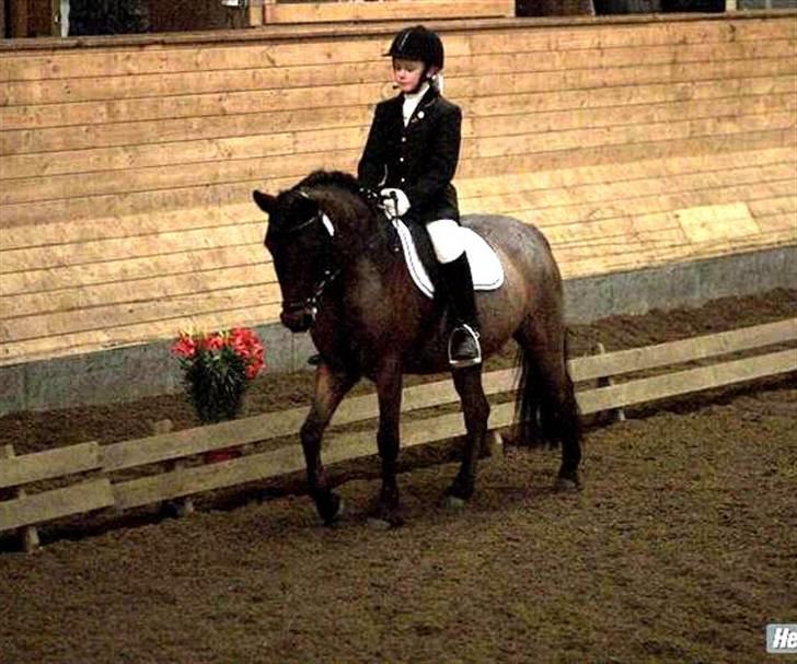 DSP Cirkeline (Sofa) - C-stævne i Sønderborg Ridecenter. December 2008 *Fotograf: Lena Elsborg* billede 4