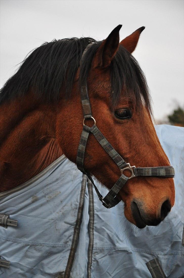 Dansk Varmblod †Chapman- DH<3 R.I.P :'(† - 8. smukke hest!<3  JH-foto billede 8