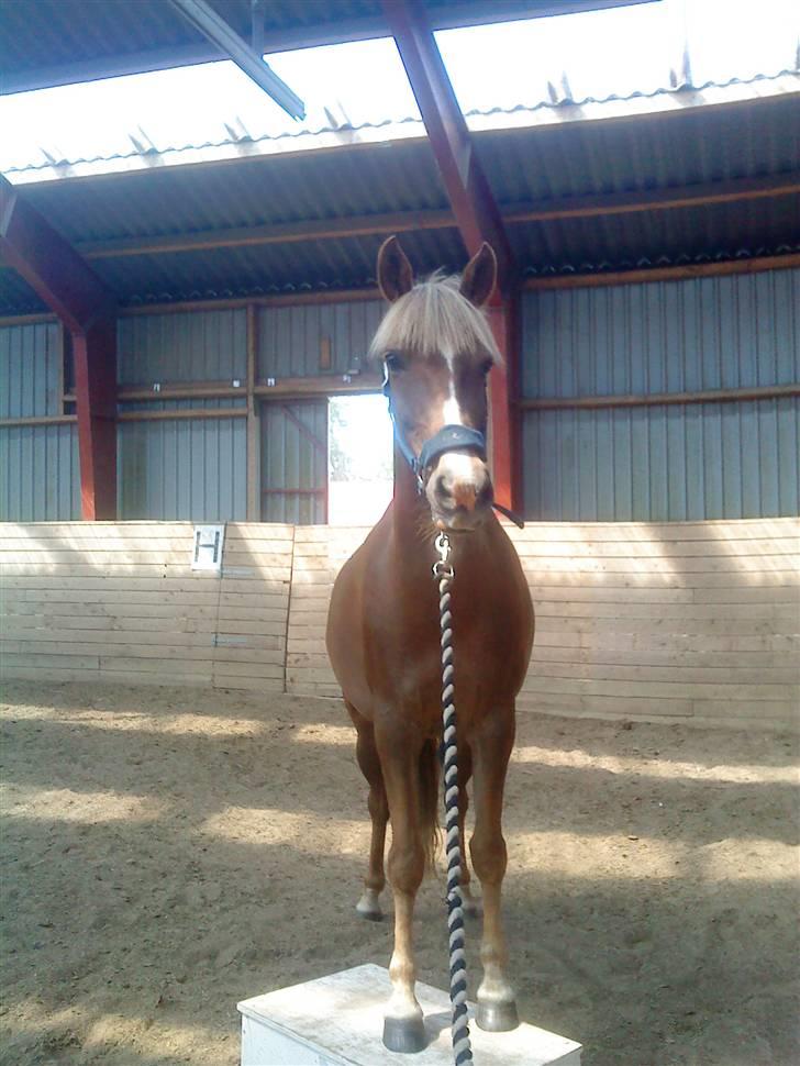 Anden særlig race Kira - 2x klubmester (solgt) - nyt tricks gå op på en kasse på komando billede 9